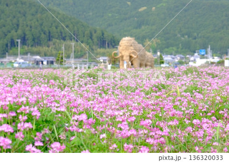 咲きほこるレンゲの花とわらマンモス 咲きほこるレンゲの花とわらマンモス 136320033