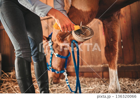 Cleaning, shoes and hands of woman and horse in barn for grooming, help and health. Equestrian, animal and foot with closeup of jockey and pet on countryside farm for blacksmith and maintenance 136320066