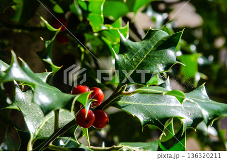 Ilex opaca, the American holly plant with red fruits 136320211