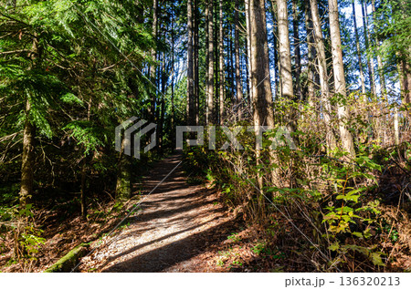A pathweay in the forest with tall pine trees A pathweay in the forest with tall pine trees 136320213