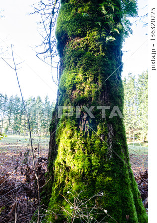 Large moss covered tree without leaves Large moss covered tree without leaves 136320225