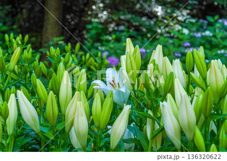 たくさんのユリの蕾の中に咲く一輪の白い花 自然のコントラストと初夏の庭園 たくさんのユリの蕾の中に咲く一輪の白い花 自然のコントラストと初夏の庭園 136320622
