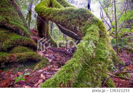 屋久島国立公園　苔が日本一きれいな森(冬 136321255