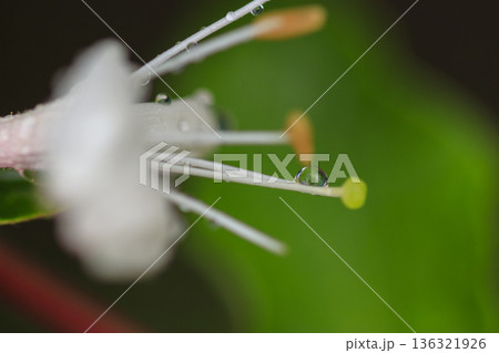 初夏の森に咲くスイカズラの花 初夏の森に咲くスイカズラの花 136321926