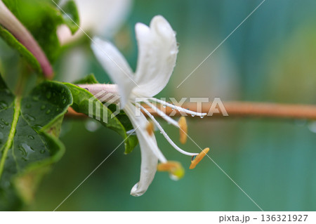 初夏の森に咲くスイカズラの花 136321927
