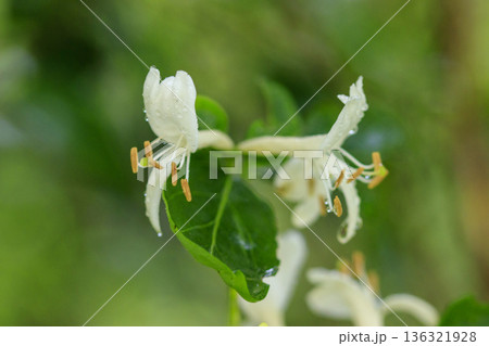 初夏の森に咲くスイカズラの花 初夏の森に咲くスイカズラの花 136321928