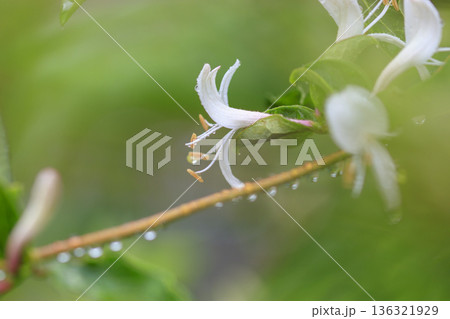 初夏の森に咲くスイカズラの花 初夏の森に咲くスイカズラの花 136321929