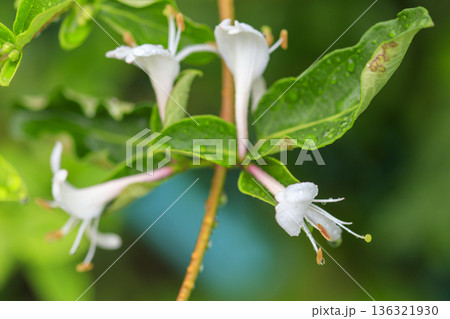 初夏の森に咲くスイカズラの花 初夏の森に咲くスイカズラの花 136321930