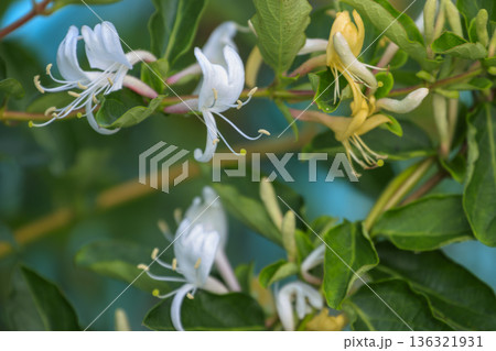 初夏の森に咲くスイカズラの花 初夏の森に咲くスイカズラの花 136321931