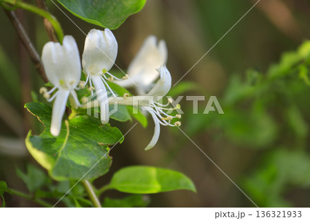 初夏の森に咲くスイカズラの花 初夏の森に咲くスイカズラの花 136321933