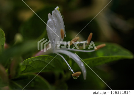 初夏の森に咲くスイカズラの花 初夏の森に咲くスイカズラの花 136321934