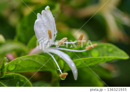 初夏の森に咲くスイカズラの花 初夏の森に咲くスイカズラの花 136321935