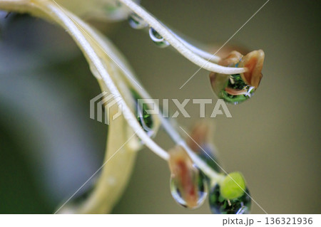 初夏の森に咲くスイカズラの花 初夏の森に咲くスイカズラの花 136321936