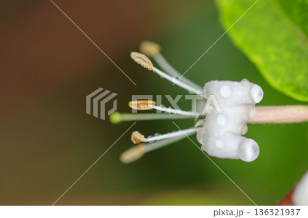 初夏の森に咲くスイカズラの花 初夏の森に咲くスイカズラの花 136321937