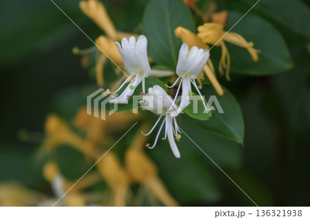 初夏の森に咲くスイカズラの花 136321938