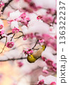 雪を被った梅の花とメジロ 136322237