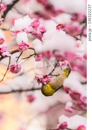 雪を被った梅の花とメジロ 136322237