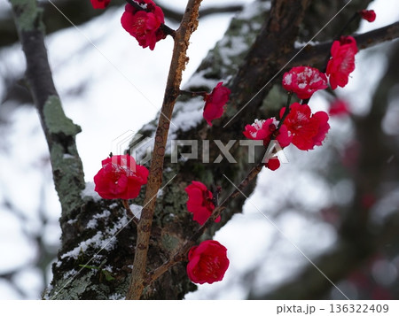雪が積もった赤い梅の花 136322409