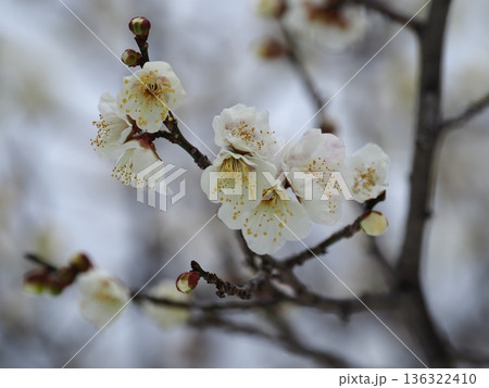 白い梅の花 白い梅の花 136322410