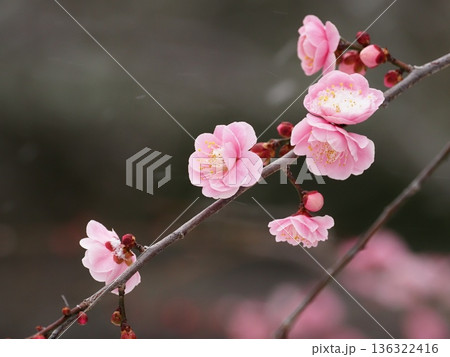 梅の花のある風景 梅の花のある風景 136322416