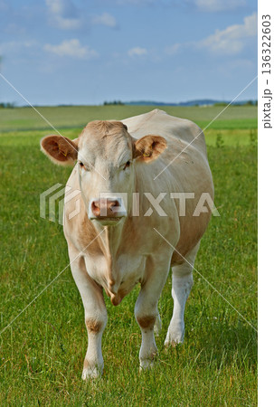 Agriculture, nature and portrait of cow on farm for sustainability, milk production and livestock. Growth, summer and ecology with animal in countryside field for cattle industry and beef farming Agriculture, nature and portrait of cow on farm for sustainability, milk production and livestock. Growth, summer and ecology with animal in countryside field for cattle industry and beef farming 136322603