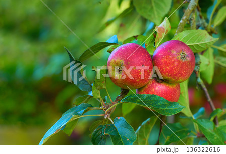 Red apple, nature and fruit product plant outdoor on countryside with farming produce. Fruits, red apples and green leaf on a tree outside on a farm for agriculture and sustainable production 136322616