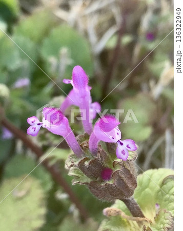 ホトケノザの花 136322949