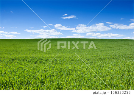 Horizon, clouds and blue sky with landscape of field for farm mockup space, environment and ecology. Plant, grass and nature with countryside meadow for spring, agriculture and sustainability 136323253