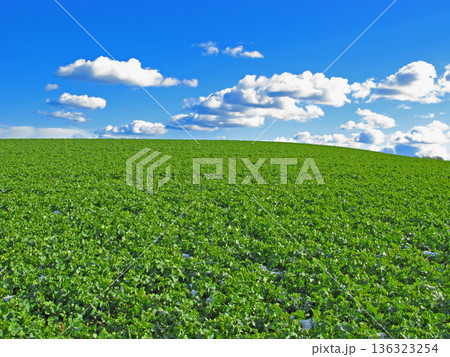 Plant, clouds and blue sky with landscape of field for farm mockup space, environment and ecology. Nature, grass and horizon with countryside meadow for spring, agriculture and sustainability 136323254