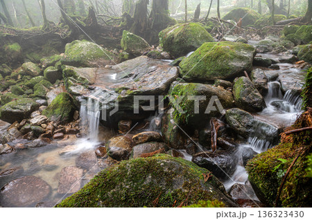 幻想神秘の渓谷　屋久島国立公園(冬 136323430