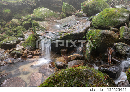 幻想神秘の渓谷　屋久島国立公園(冬 136323431