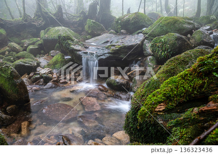 幻想神秘の渓谷　屋久島国立公園(冬 136323436