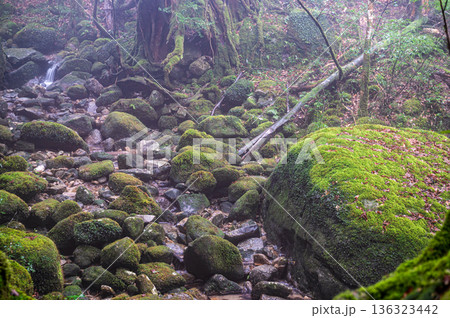 幻想神秘の渓谷 屋久島国立公園(冬 幻想神秘の渓谷 屋久島国立公園(冬 136323442