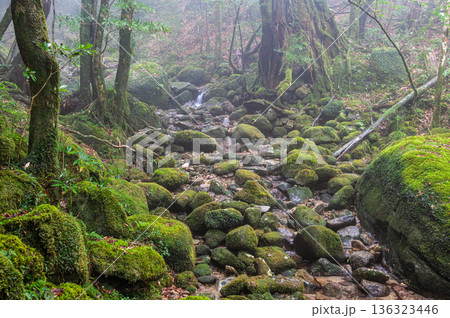 幻想神秘の渓谷 屋久島国立公園(冬 幻想神秘の渓谷 屋久島国立公園(冬 136323446