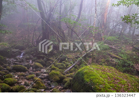 幻想神秘の渓谷　屋久島国立公園(冬 136323447