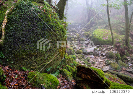 幻想神秘の森　屋久島国立公園(冬 136323579