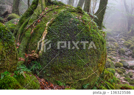 幻想神秘の森　屋久島国立公園(冬 136323586