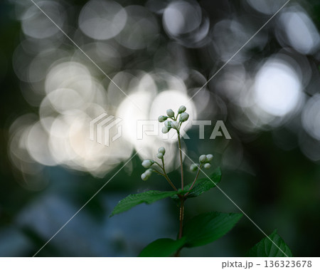 森に差し込む優しい光 森の風景 森に差し込む優しい光 森の風景 136323678