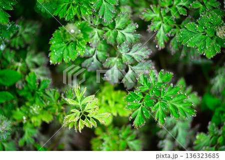 足元に芽吹く春の植物　春の風景 136323685