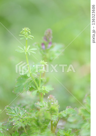 足元に芽吹く春の植物　春の風景 136323686