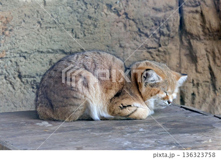 The sand cat (Felis margarita) 136323758