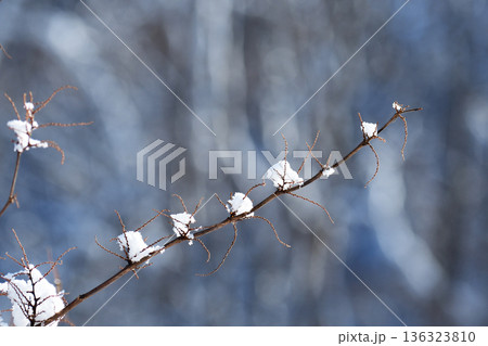 細い枝に積もる雪 136323810