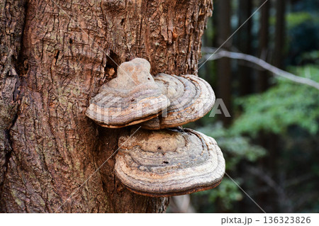 山のコフキサルノコシカケ 山のコフキサルノコシカケ 136323826