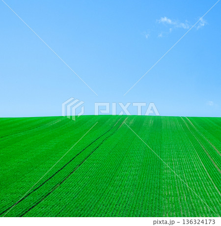 爽やかな初夏の北海道美瑛町の青々した小麦畑と青空の風景 136324173