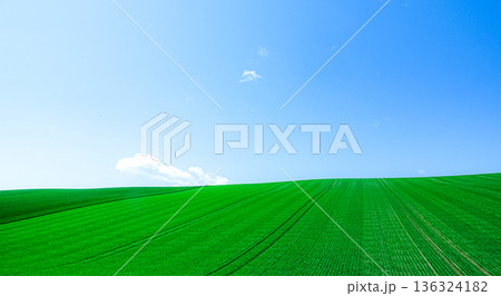 爽やかな初夏の北海道美瑛町の青々した小麦畑と青空の風景 136324182