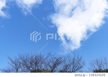 冬空と雲と木立 136324220