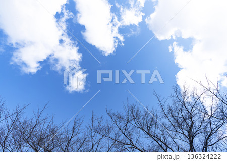 冬空と雲と木立 136324222
