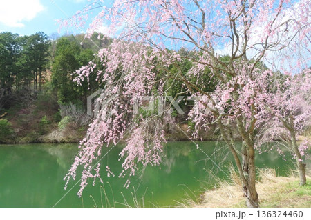 【広島県】甲山ふれあいの里のしだれ桜 【広島県】甲山ふれあいの里のしだれ桜 136324460