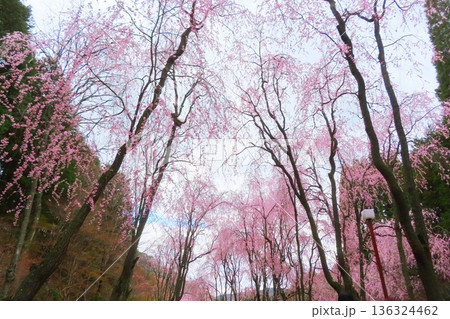 【広島県】甲山ふれあいの里のしだれ桜 【広島県】甲山ふれあいの里のしだれ桜 136324462