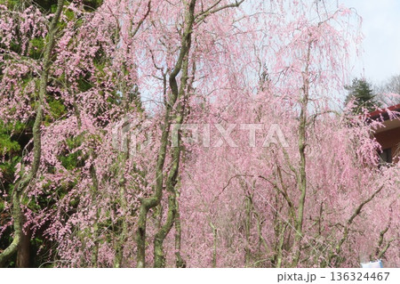【広島県】甲山ふれあいの里のしだれ桜 【広島県】甲山ふれあいの里のしだれ桜 136324467